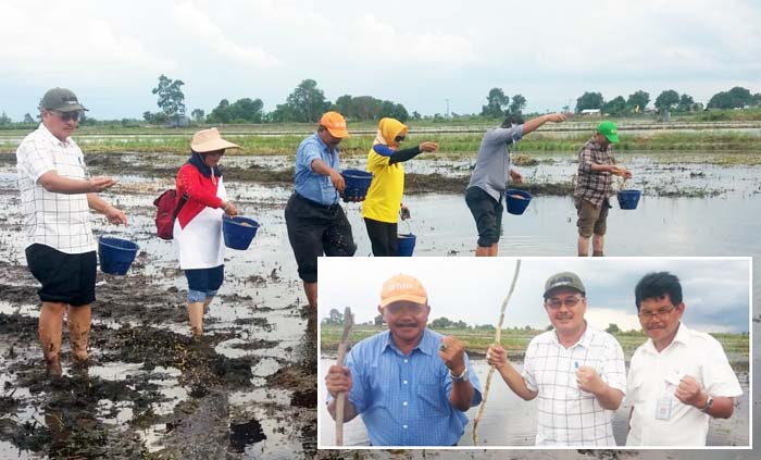 #Serasi Puslatan, Bustanul AC Dukung Ditjen TP Tanam Padi di Kalsel